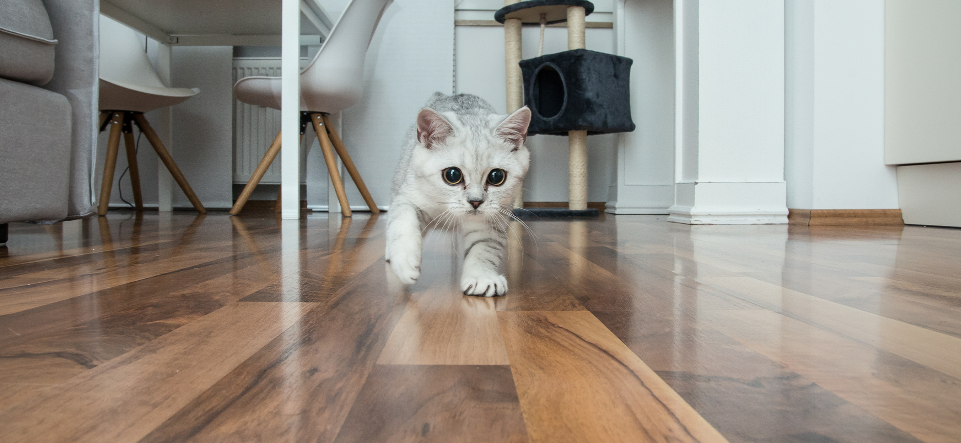 gatos con mucha energía